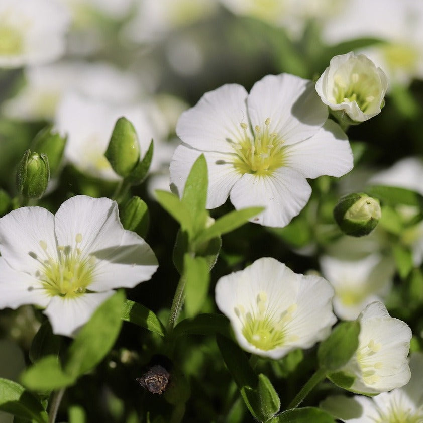 Arenaria flower seeds