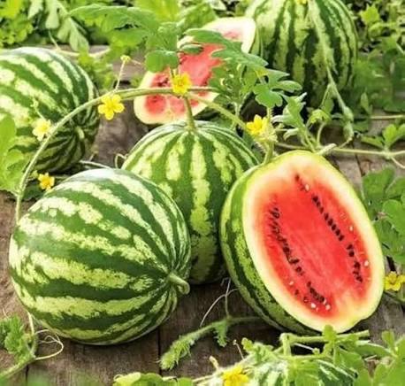 Mountain Hoosier Watermelon Fruit Seeds for Planting – Garden Seeds