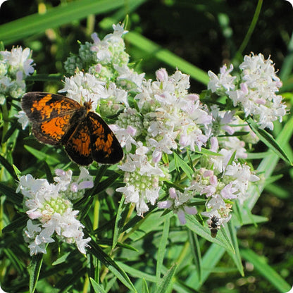 Mountain Mint Herb Seeds for Planting – Heirloom Non-GMO Garden Seeds