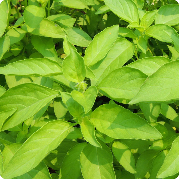 Mrs. Burns Lemon Basil Herb Seeds for Planting – Heirloom Non-GMO Garden Seeds