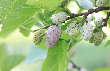 Morus Alba White Mulberry Tree Seeds for Planting – Heirloom Non-GMO Garden Seeds