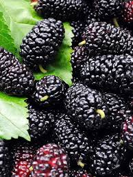 Mulberry Fruit Seeds for Planting – Heirloom Non-GMO Garden Seeds