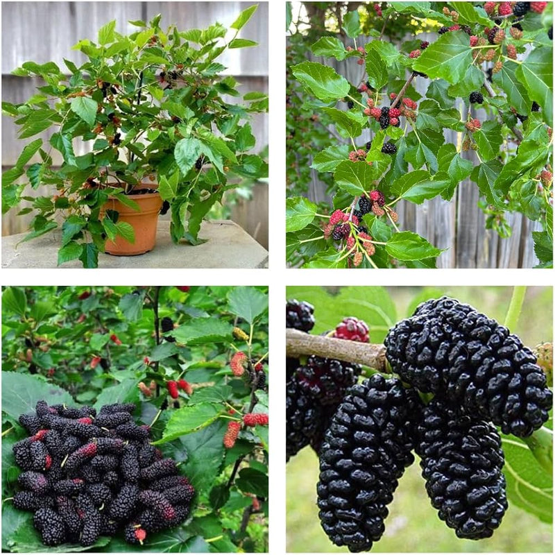Long Mulberry Fruit Tree Seeds for Planting – Heirloom Non-GMO Garden Seeds