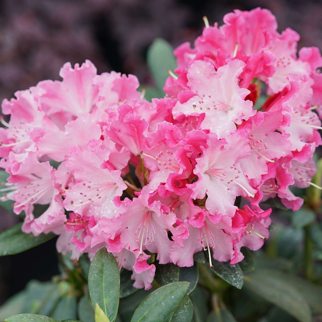Color Rhododendron flower seeds