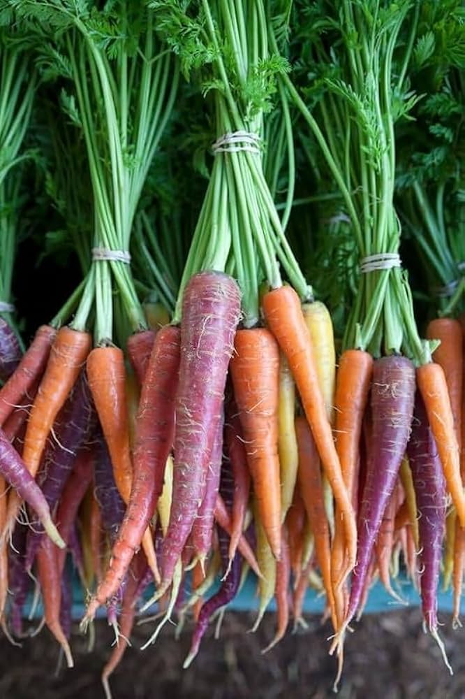 Multi Colored Carrot Seeds