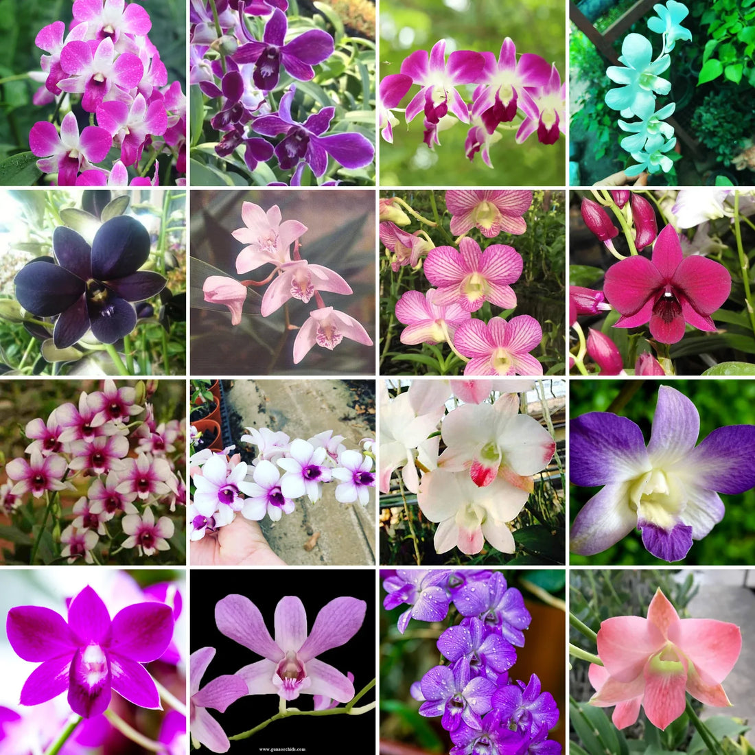 Multi Color flower seeds