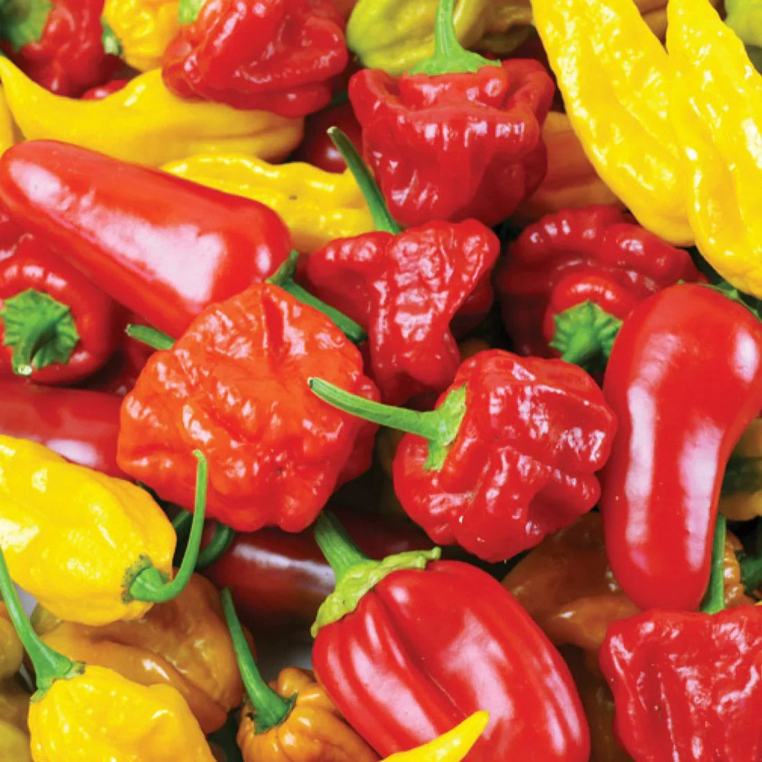 Peter Pepper Seeds