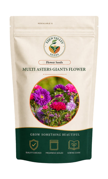 Multi Giant Asters flowers for home gardens