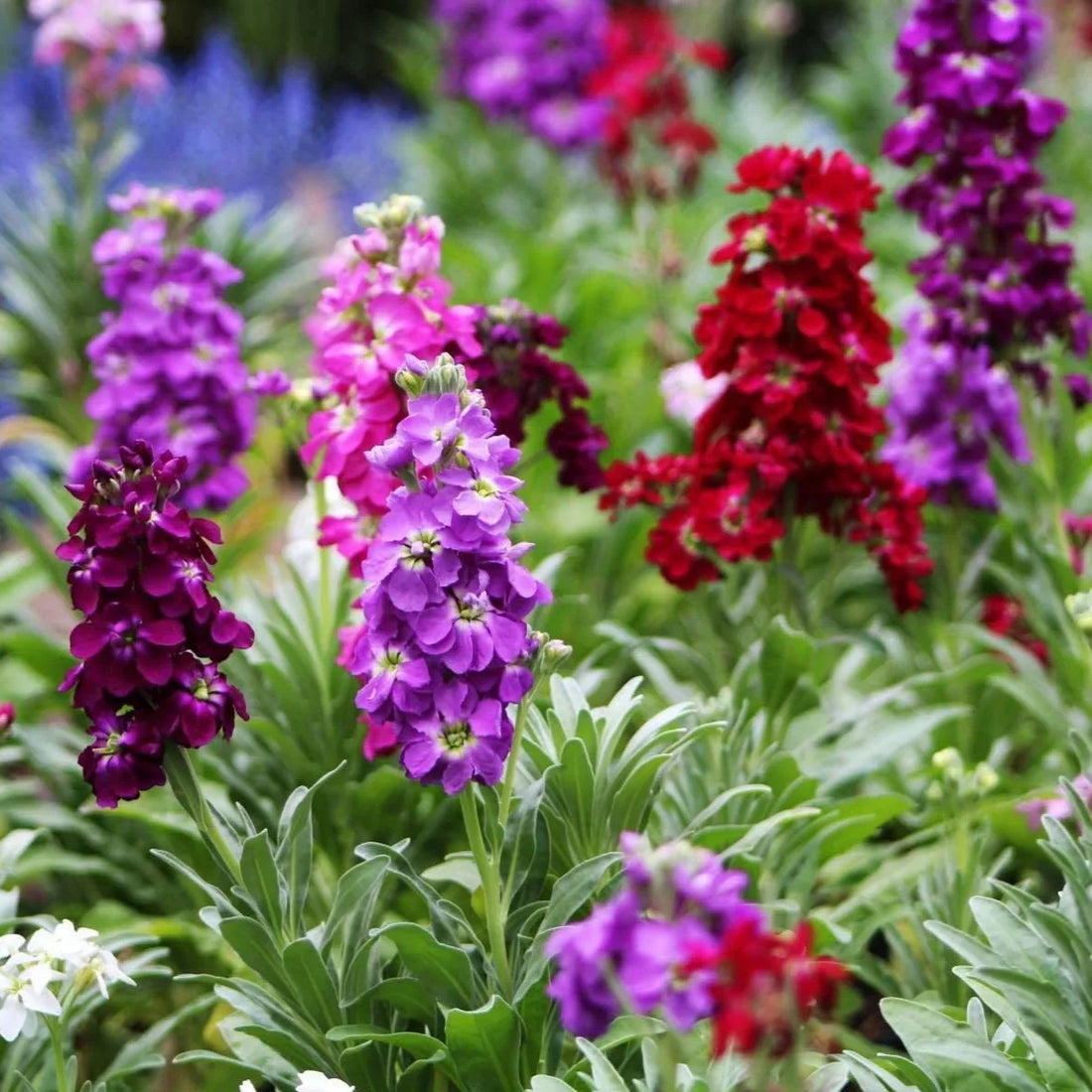 Multi Color flower seeds
