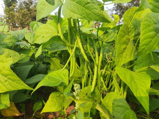 Mung Bean Seeds for Planting with green mung bean pods growing in a home vegetable garden