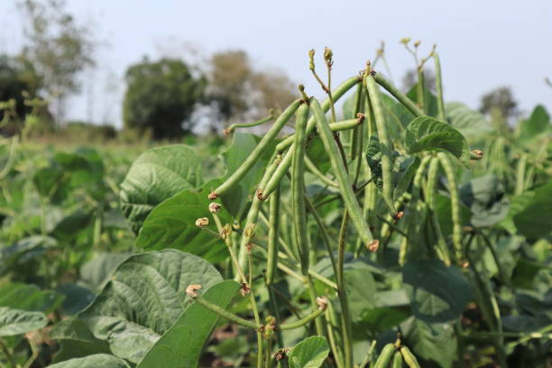 Mung Bean Seeds for Planting with green mung bean pods growing in a home vegetable garden