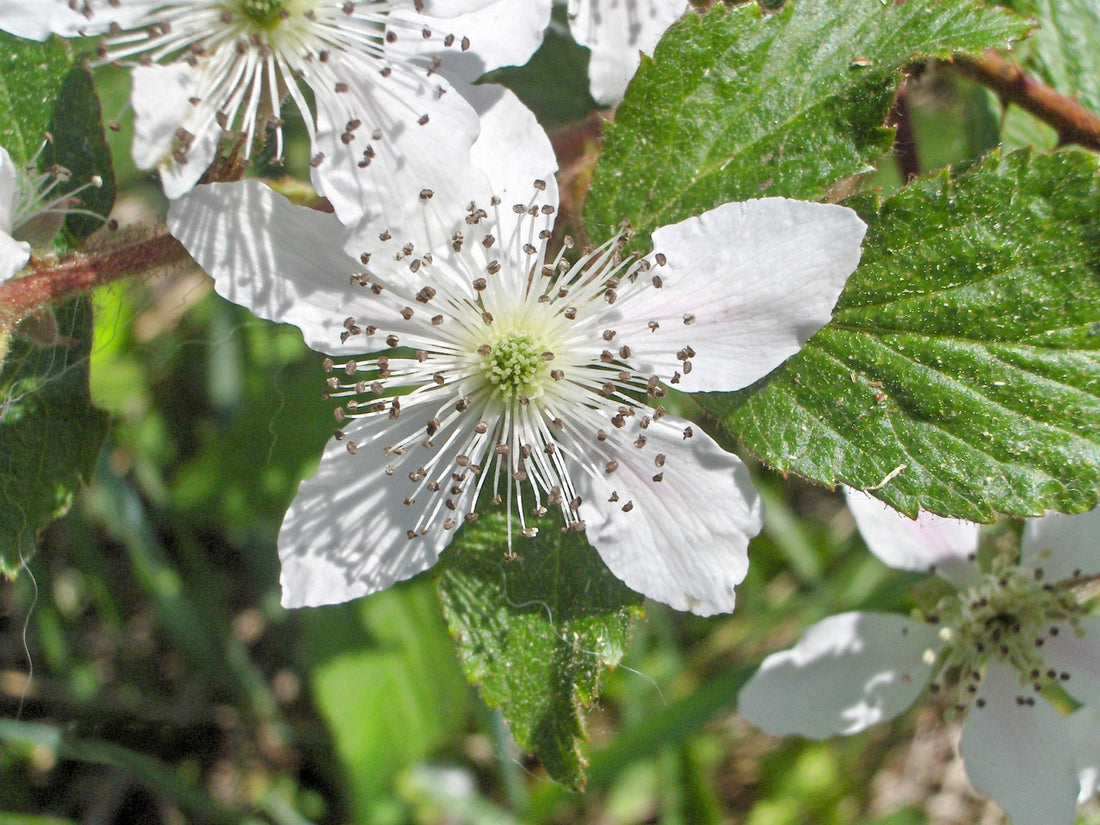 Mulberry flower seeds