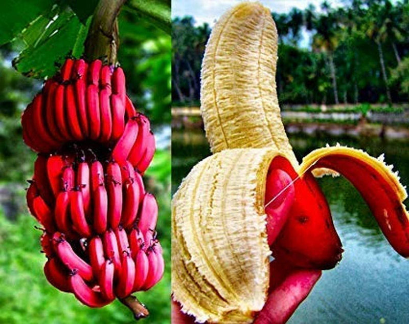 Banana Musa acuminata Seeds for Planting – Heirloom Tropical Banana Seeds