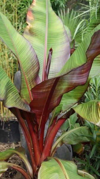 Red Abyssinian Banana Musa ensete ventricosum Fruit Seeds for Planting – Heirloom Non-GMO Garden Seeds