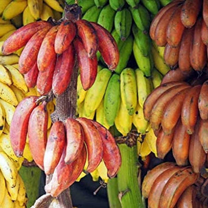Mixed Banana Musa Fruit Seeds for Planting – Heirloom Non-GMO Banana Seeds