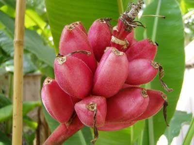 Dwarf Pink Banana Musa velutina Fruit Seeds for Planting – Heirloom Non-GMO Garden Seeds
