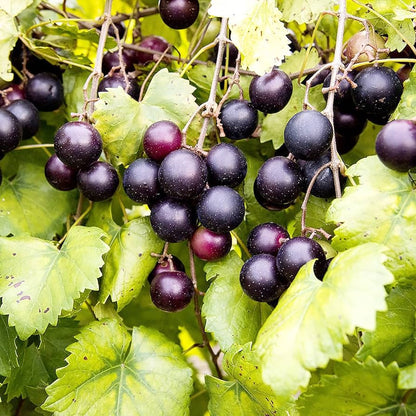 muscadine grape seeds