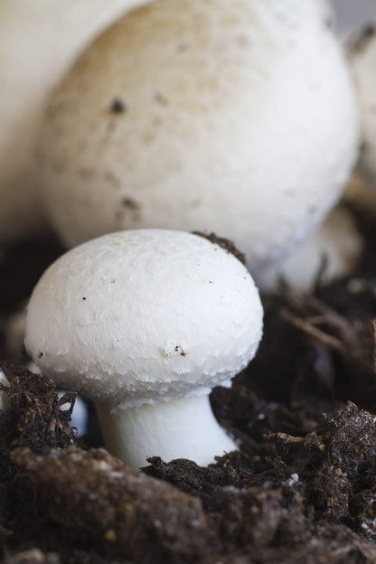 Button Mushroom Seeds for Planting – Heirloom Non-GMO Garden Seeds