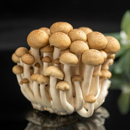 Mushroom Seeds