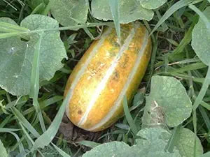 Musk Melon Cucumis melo Fruit Seeds for Planting – Heirloom Melon Seeds