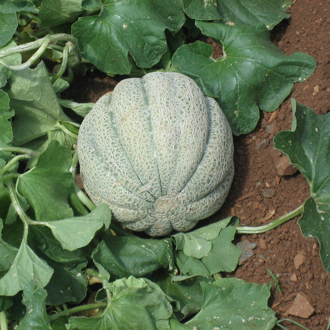 musk melon seeds