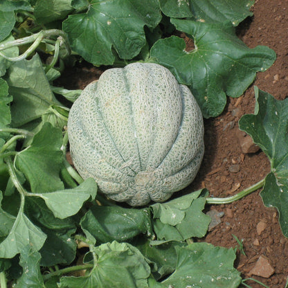 musk melon seeds