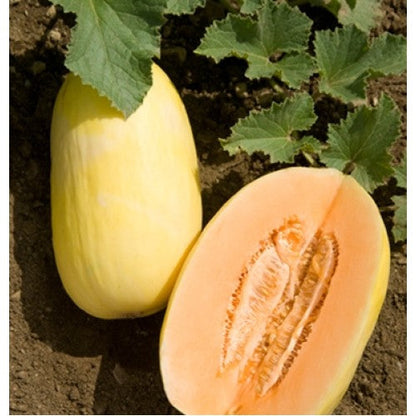 Crenshaw Melon Cucumis melo Fruit Seeds for Planting – Heirloom Non-GMO Garden Seeds