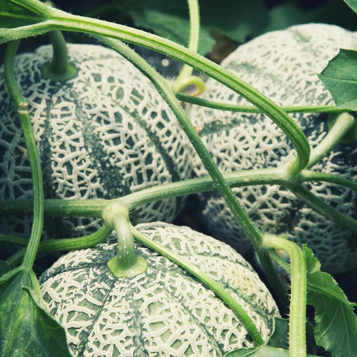 muskmelon seeds