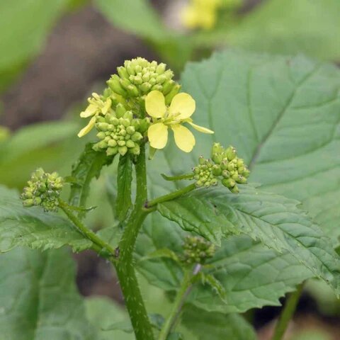 Mustard flower seeds growing into plants with bright yellow blooms in a garden