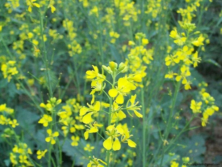 Red Giant Mustard Vegetable Seeds for Planting – Fast-Growing Leafy Greens