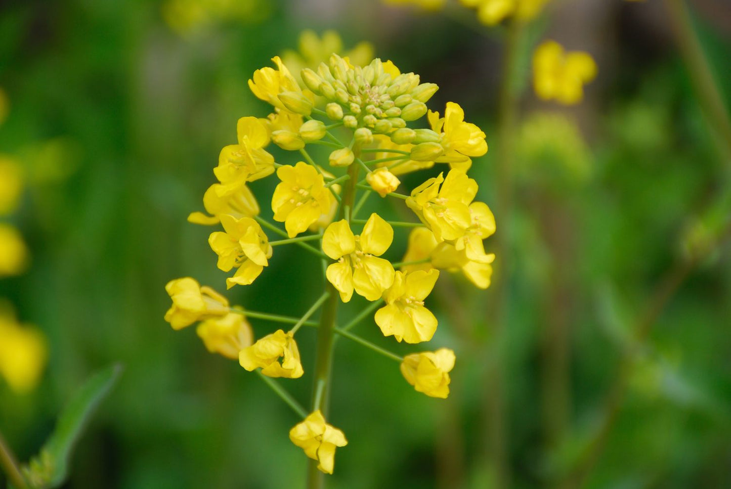 Mustard flower seeds growing into plants with bright yellow blooms in a garden