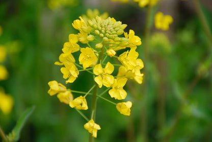 Mustard flower seeds growing into plants with bright yellow blooms in a garden