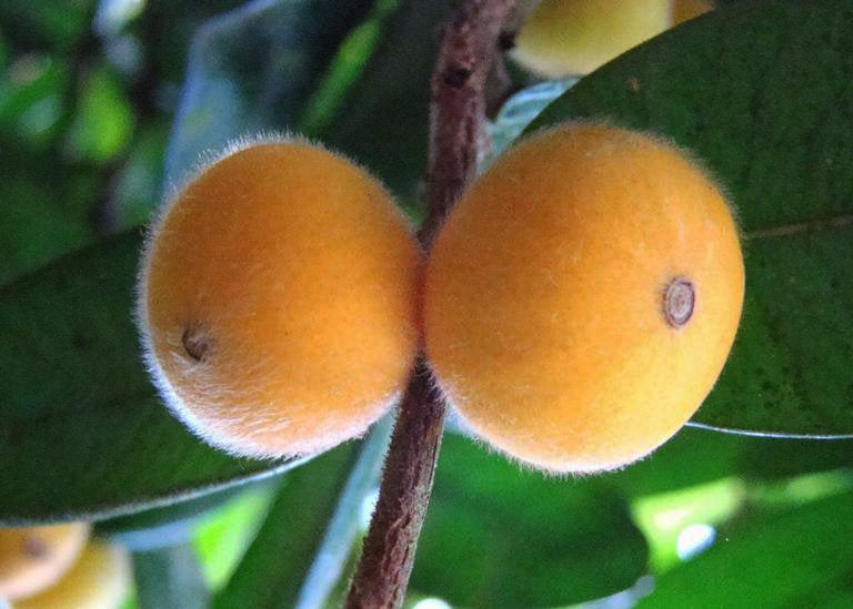 Yellow jaboticaba fruit growing on a tropical tree with glossy green leaves, showcasing its distinctive yellow fruits and ornamental foliage.