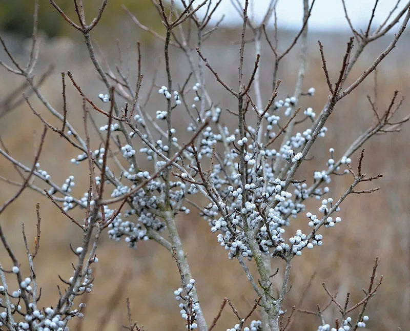 Myrica Pennsylvanica Northern Bayberry Fruit Seeds for Planting – Heirloom Non-GMO Garden Seeds