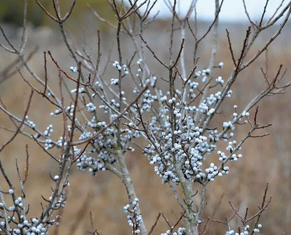 Myrica Pennsylvanica Northern Bayberry Fruit Seeds for Planting – Heirloom Non-GMO Garden Seeds