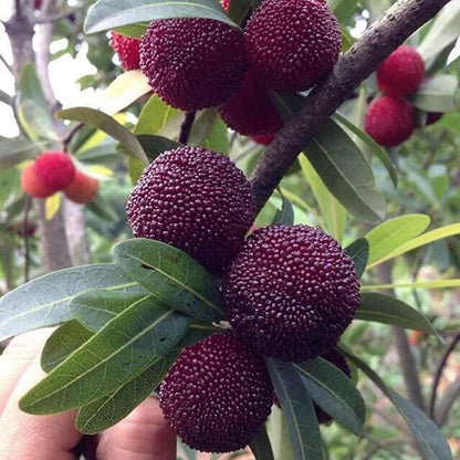 Myrica Pennsylvanica Northern Bayberry Fruit Seeds for Planting – Heirloom Non-GMO Garden Seeds