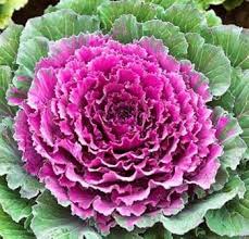 Heirloom Nagoya Ornamental Kale Garden
