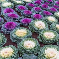 Heirloom Nagoya Ornamental Kale Garden