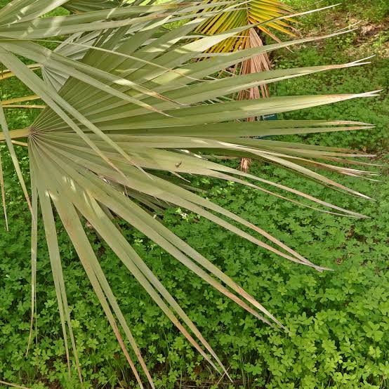 Green Mazari Palm with fan-shaped green foliage grown from seeds