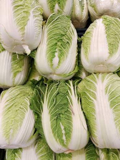 Napa cabbage vegetable growing with pale green outer leaves and creamy white ribs, showcasing fresh, compact cabbage heads in a home vegetable garden.