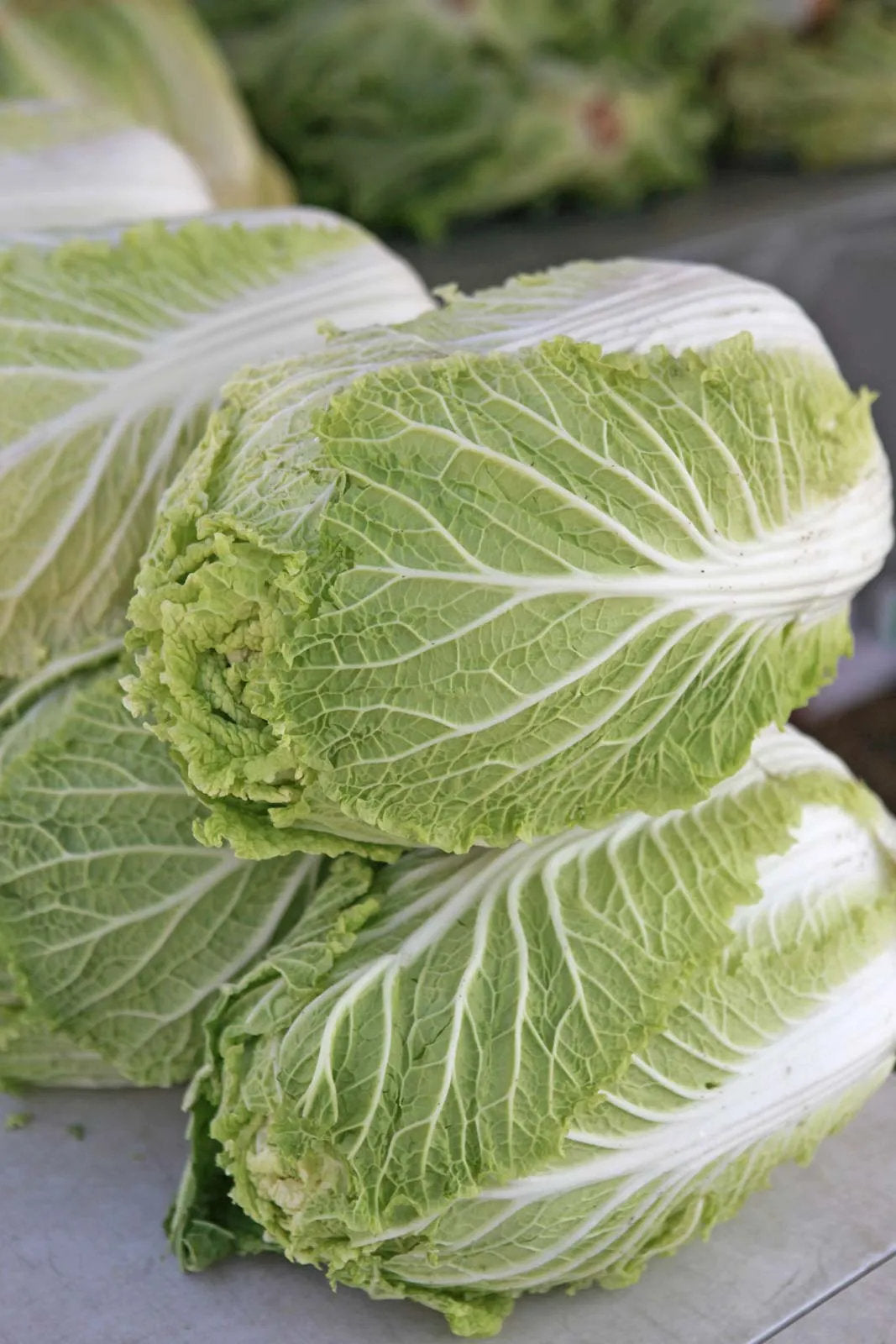 Napa cabbage vegetable growing with pale green outer leaves and creamy white ribs, showcasing fresh, compact cabbage heads in a home vegetable garden.