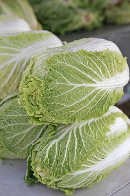 Napa cabbage vegetable growing with pale green outer leaves and creamy white ribs, showcasing fresh, compact cabbage heads in a home vegetable garden.
