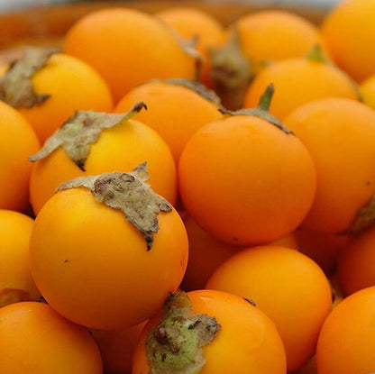 Orange Naranjilla fruit growing on a tropical Solanum quitoense plant