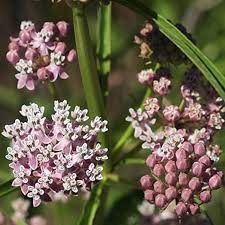 Narrow Leaf Milkweed Asclepias Fascicularis Seeds for Planting