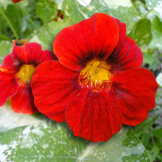 Tropaeolum Majus flower seeds