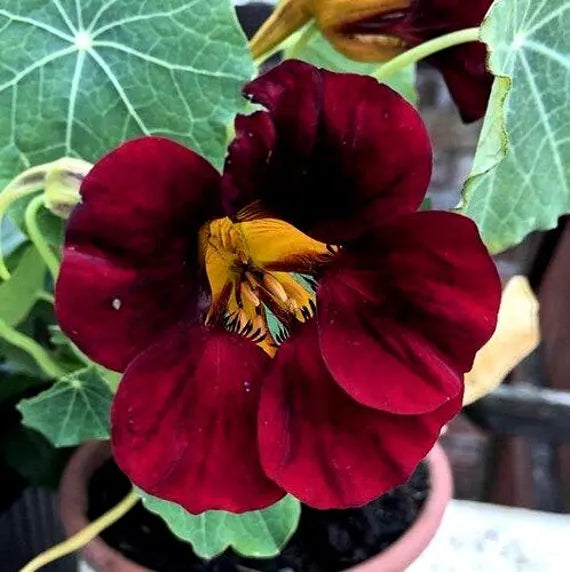 Black Velvet flower seeds
