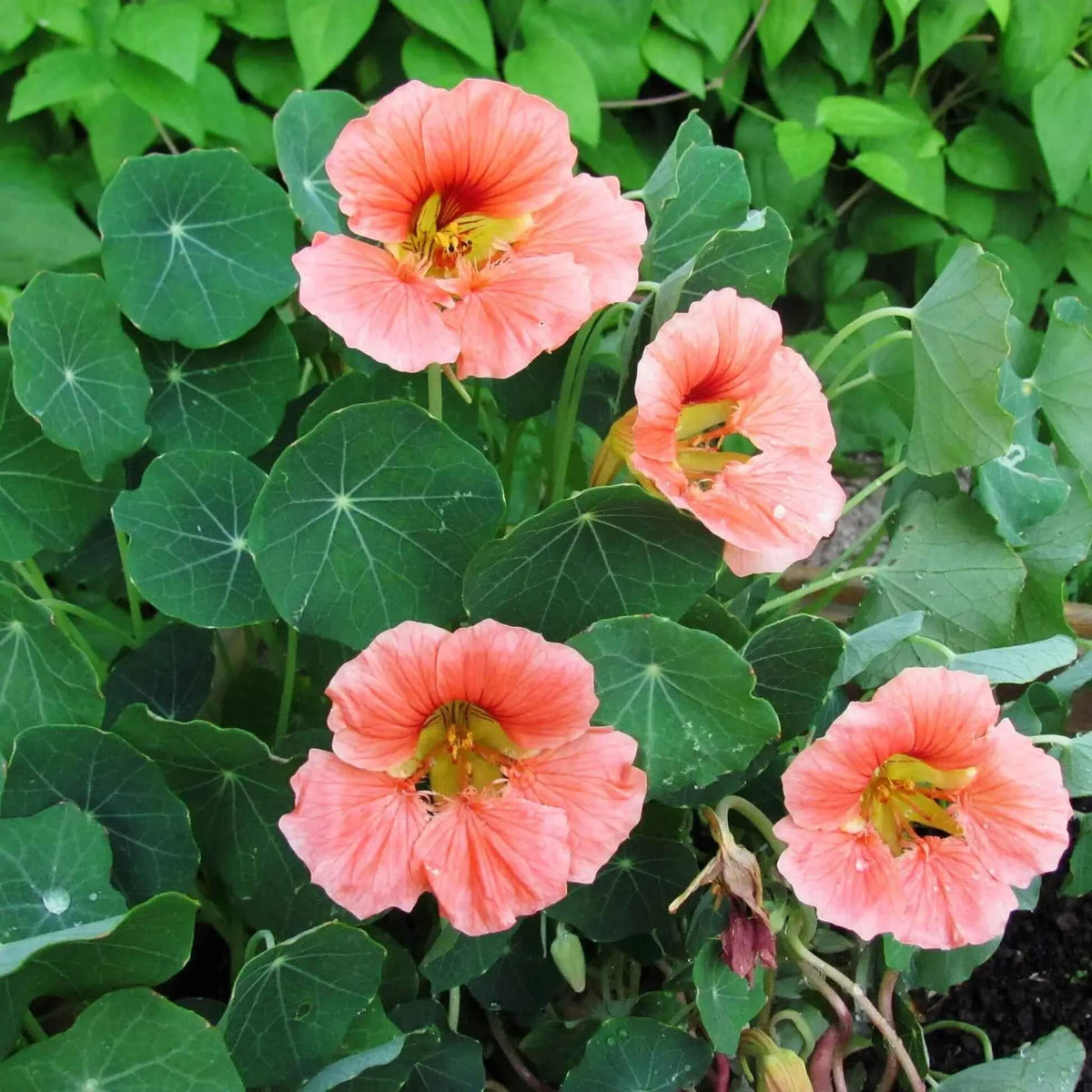 Baby Pink Nasturtium plant