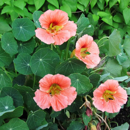 Baby Pink Nasturtium plant
