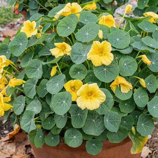 Light Yellow Nasturtium Flower Seeds for Planting with bright yellow blooms and green foliage