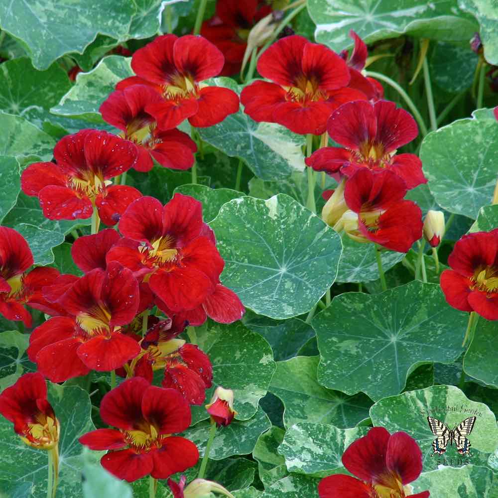 Red Nasturtium plant